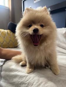 Pomeranian