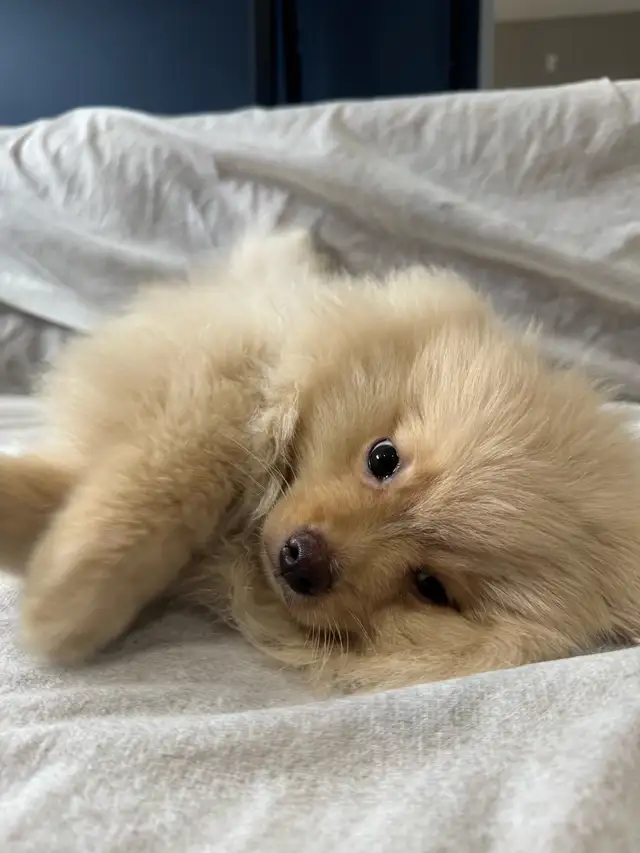Pomeranian - Photo 2