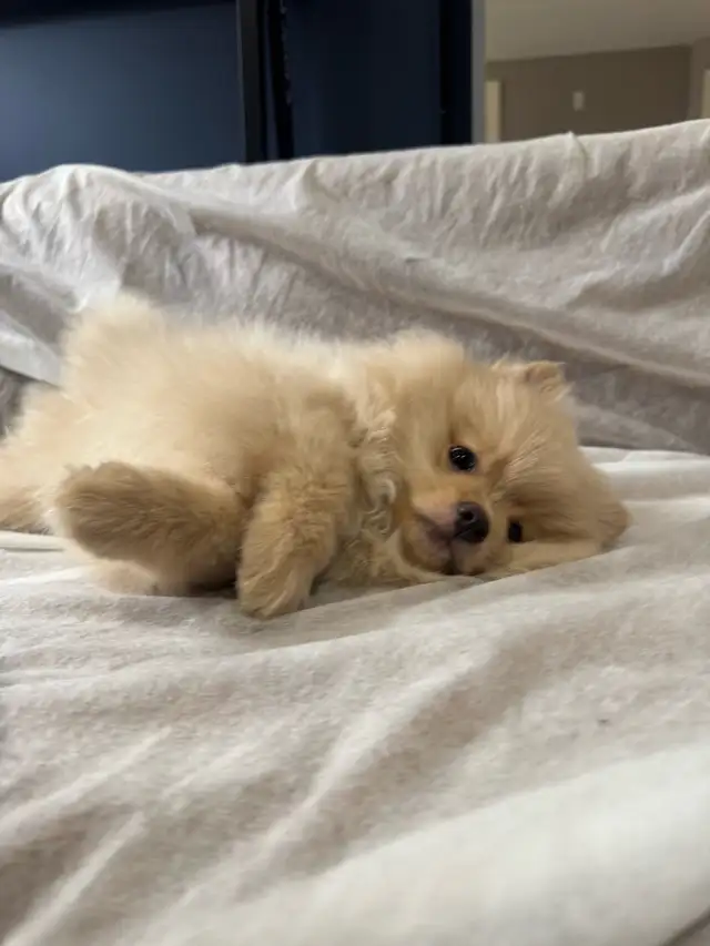 Pomeranian - Photo 3