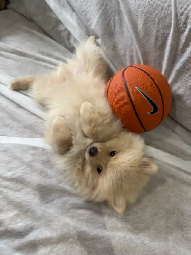 Pomeranian - Photo 4
