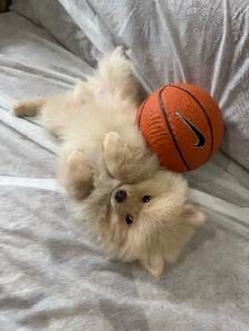 Pomeranian - Photo 4