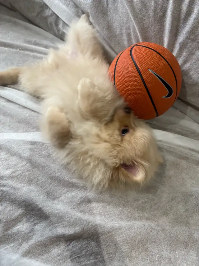 Pomeranian - Photo 5