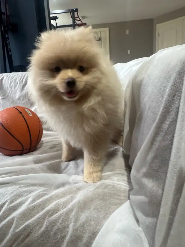 Pomeranian - Photo 6
