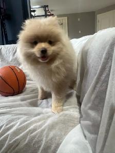 Pomeranian - Photo 6