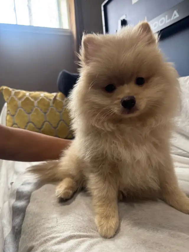 Pomeranian - Photo 7