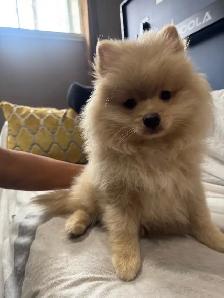 Pomeranian - Photo 7