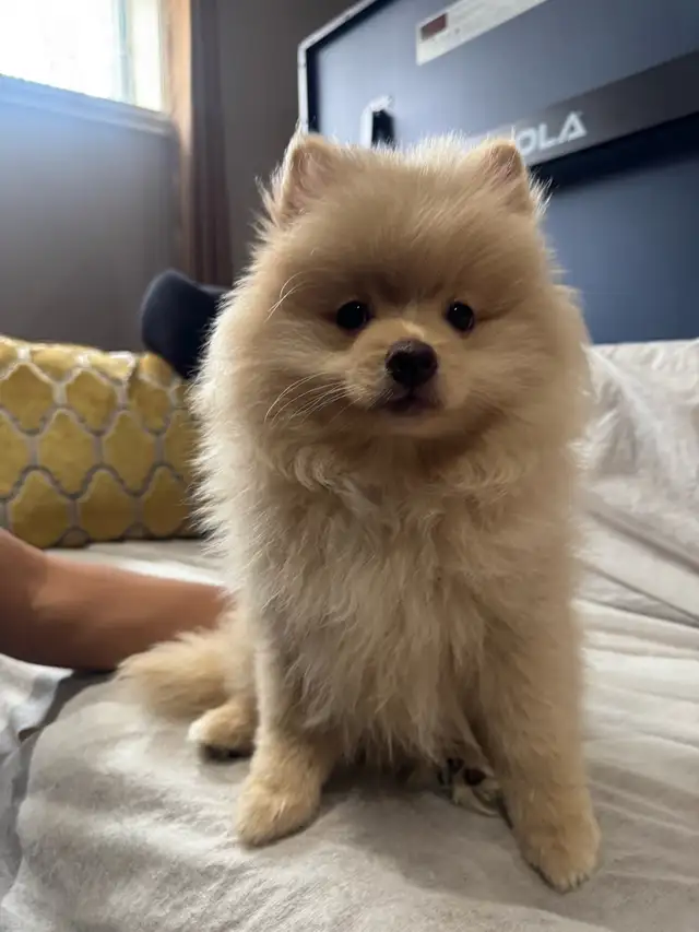 Pomeranian - Photo 8