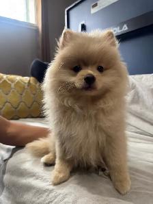 Pomeranian - Photo 8