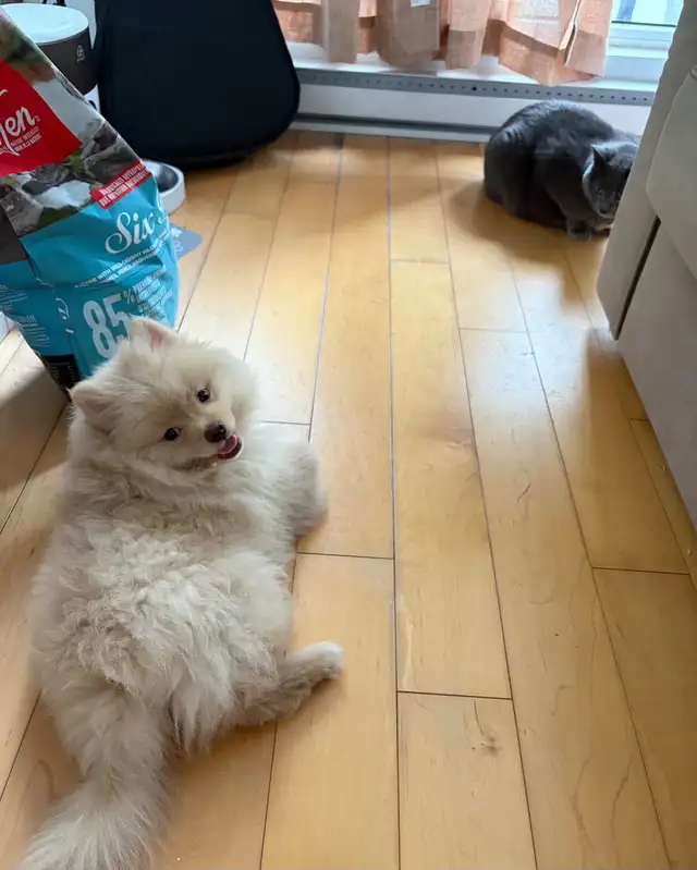 Pomeranian - Photo 9