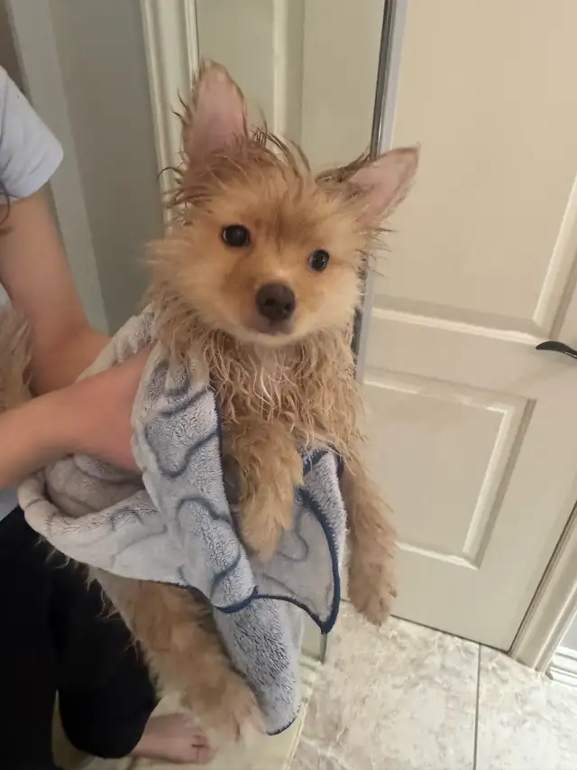 Pomeranian - Photo 10