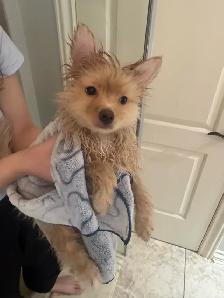 Pomeranian - Photo 10