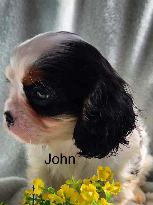 Cavaliers King Charles enregistrés mâle et femelle