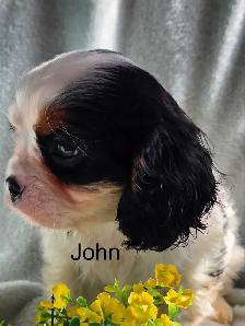 Cavaliers King Charles enregistrés mâle et femelle