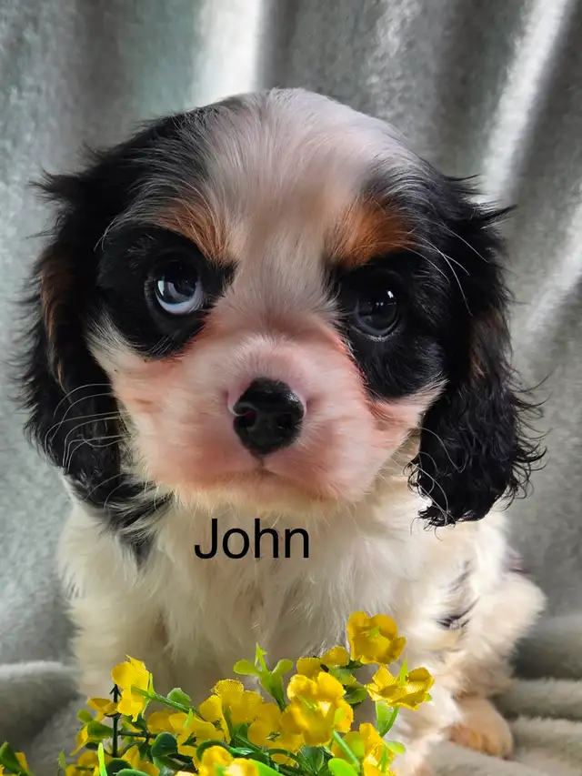 Cavaliers King Charles enregistrés mâle et femelle - Photo 2