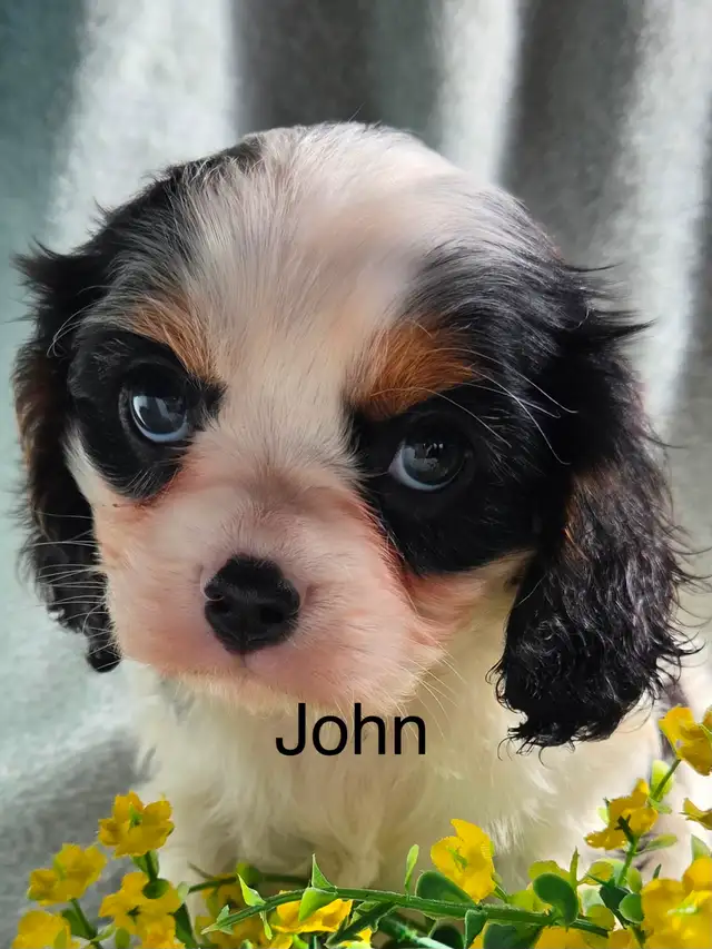 Cavaliers King Charles enregistrés mâle et femelle - Photo 3