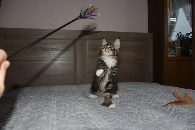 MAINE COON KITTENS, PUREBRED - Photo 4