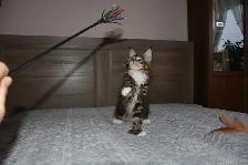 MAINE COON KITTENS, PUREBRED - Photo 4