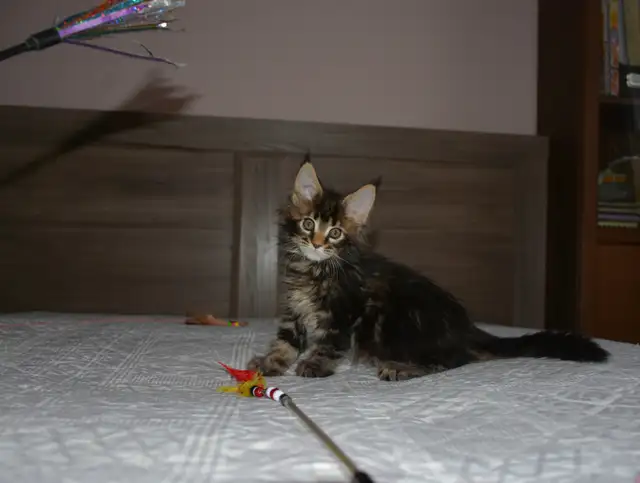 MAINE COON KITTENS, PUREBRED - Photo 6