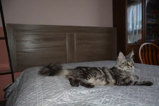 MAINE COON KITTENS, PUREBRED - Photo 7