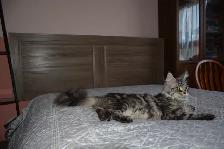 MAINE COON KITTENS, PUREBRED - Photo 7