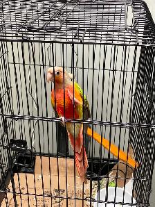 Green Cheek Conure