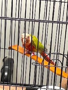 Green Cheek Conure - Photo 2