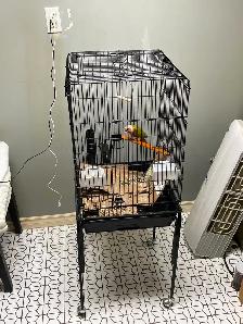 Green Cheek Conure - Photo 3