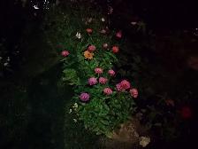 Aide au jardinage