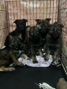 German shepherd puppies