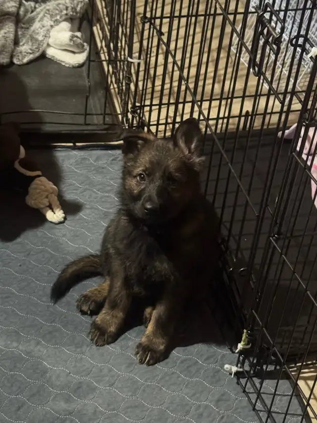 German shepherd puppies - Photo 3