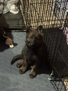 German shepherd puppies - Photo 3