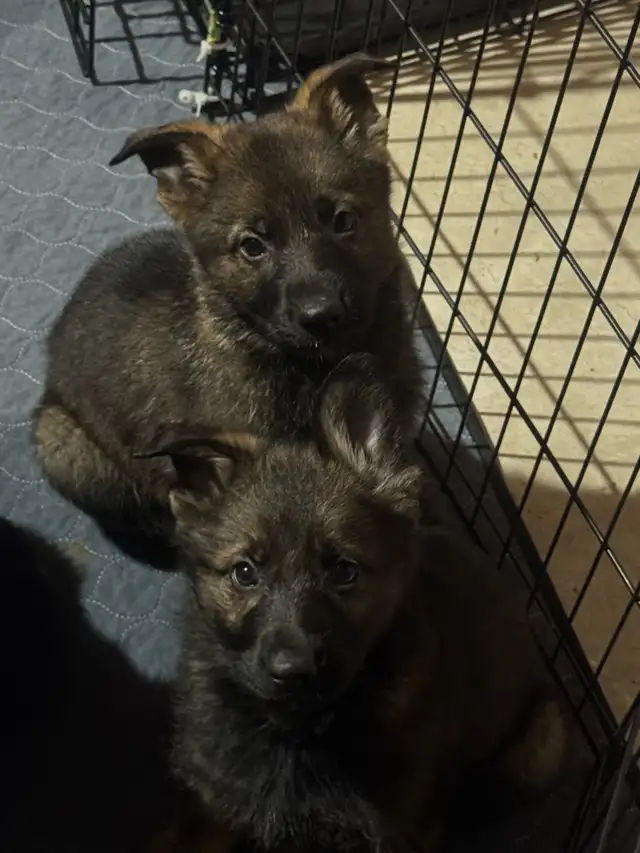 German shepherd puppies - Photo 4