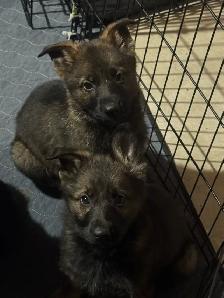 German shepherd puppies - Photo 4