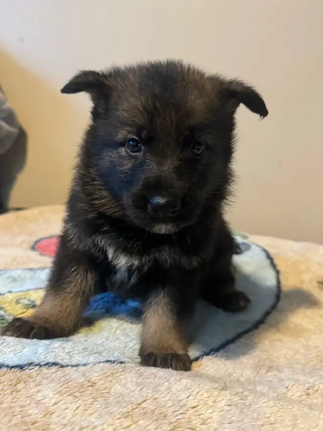 German shepherd puppies - Photo 5