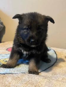 German shepherd puppies - Photo 5