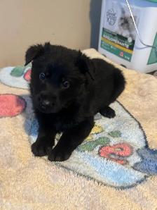 German shepherd puppies - Photo 6