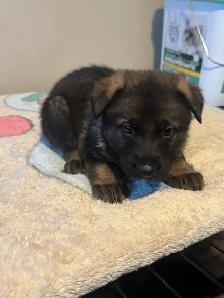 German shepherd puppies - Photo 7
