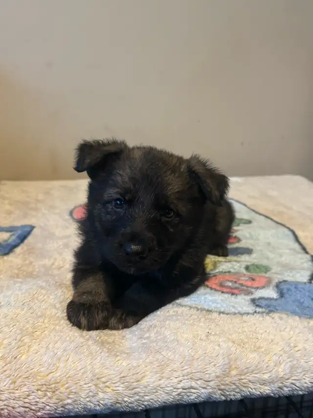 German shepherd puppies - Photo 8