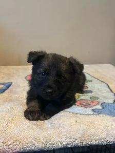 German shepherd puppies - Photo 8