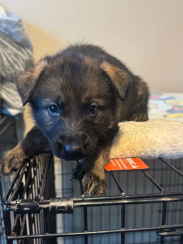 German shepherd puppies - Photo 10