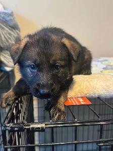 German shepherd puppies - Photo 10