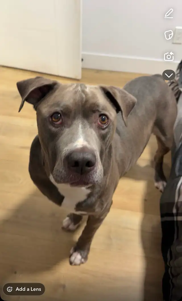 Foster Family for a Dog