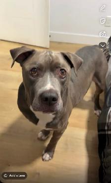 Foster Family for a Dog