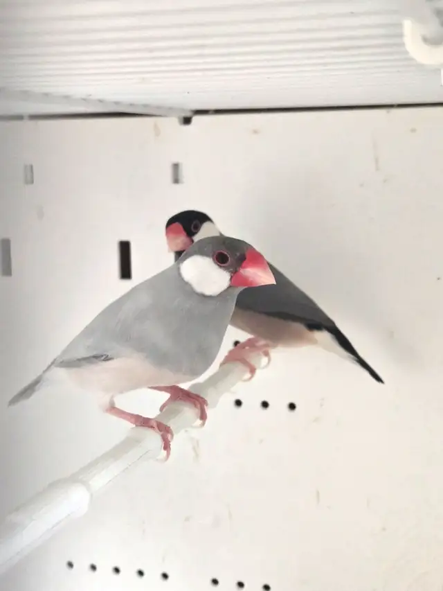Java Rice Finches