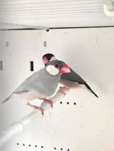 Java Rice Finches