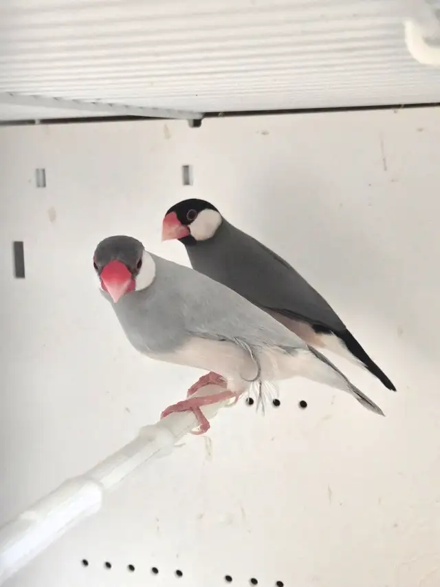 Java Rice Finches - Photo 2