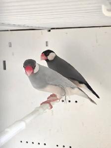 Java Rice Finches - Photo 2