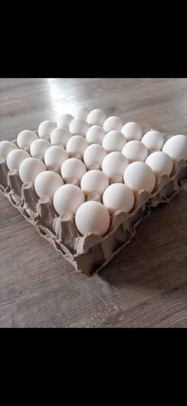 farm Eggs