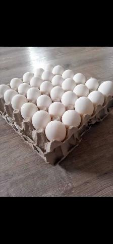 farm Eggs