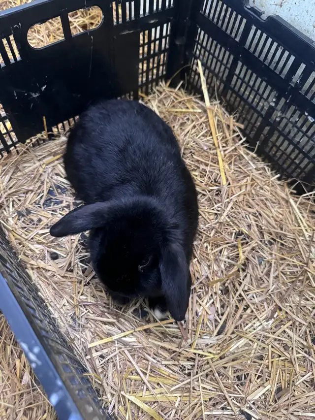 Lop bunnies